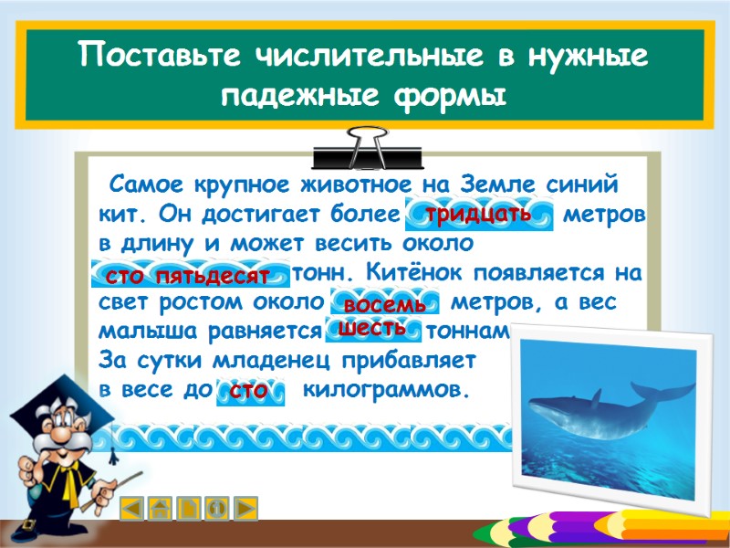 Поставьте числительные в нужные падежные формы  Самое крупное животное на Земле синий кит.